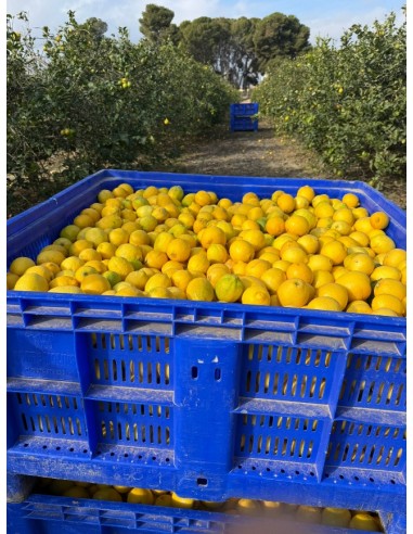 Limones