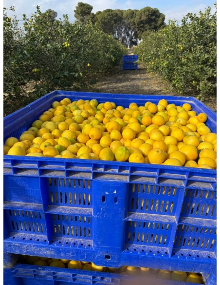 Limones